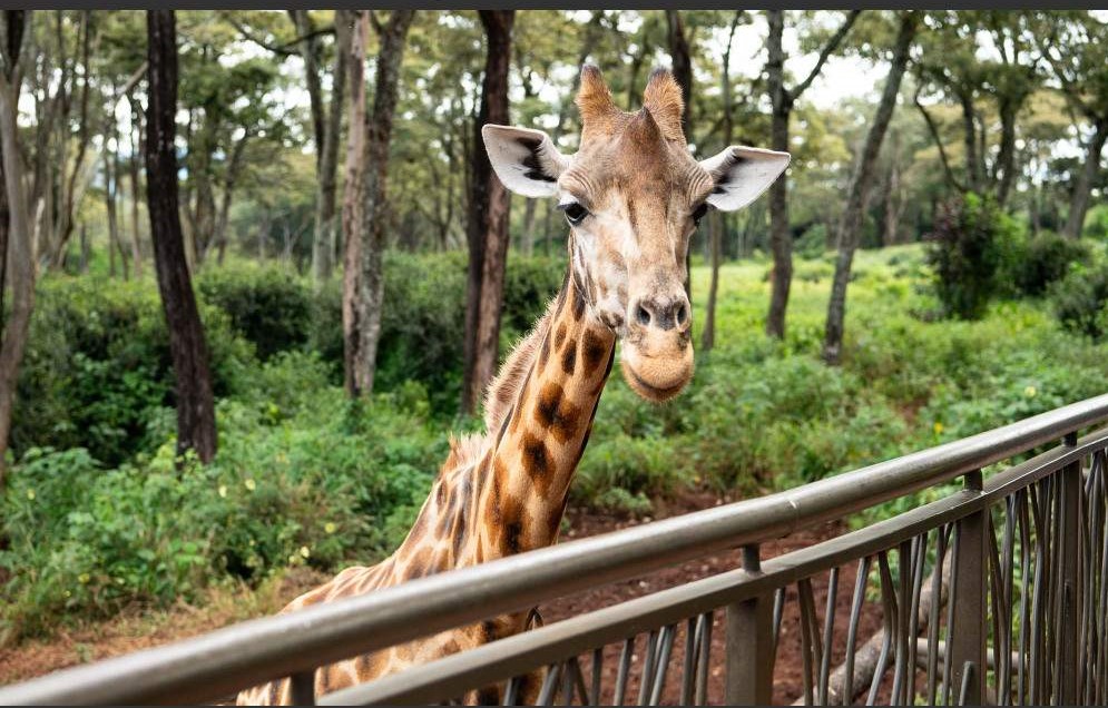 1 Day Giraffe center & Karen Blixen