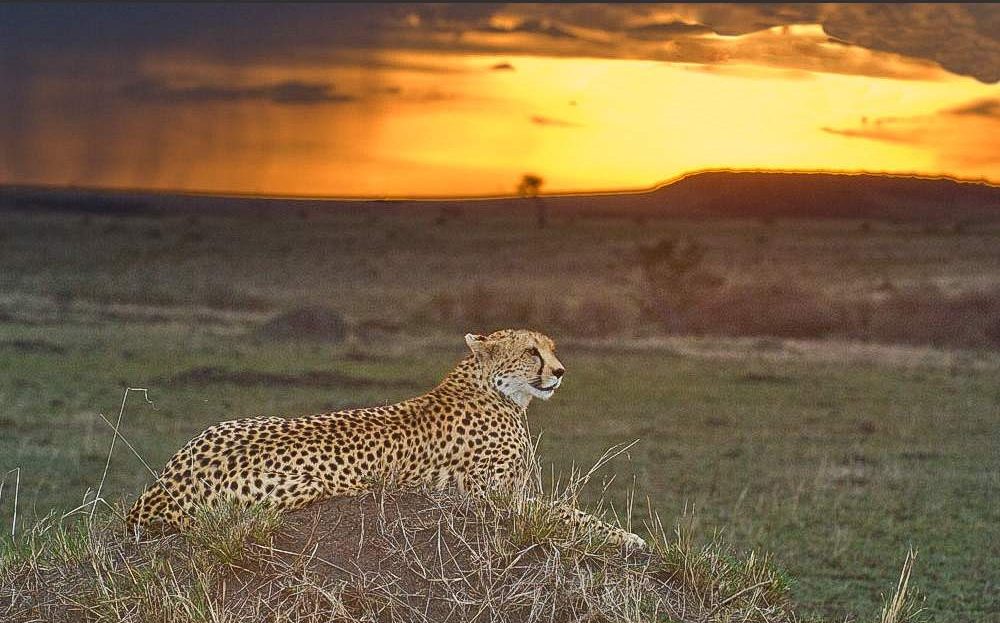 7 Days Kenya Safari – Maasai Mara, Lake Nakuru, Lake Naivasha & Amboseli
