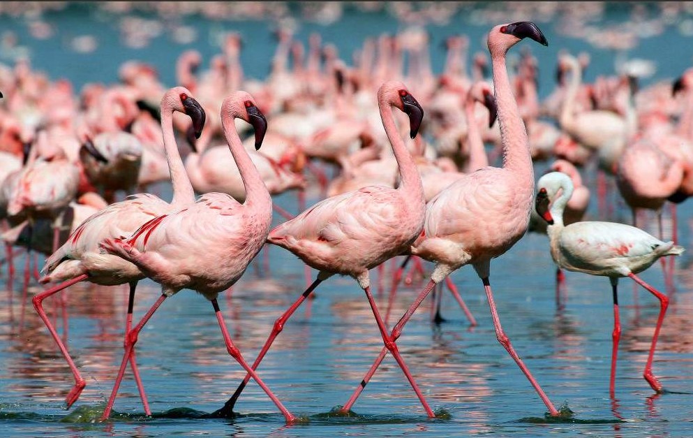 5 Days/4 Nights Maasai Mara – Lake Nakuru – Lake Naivasha Safari