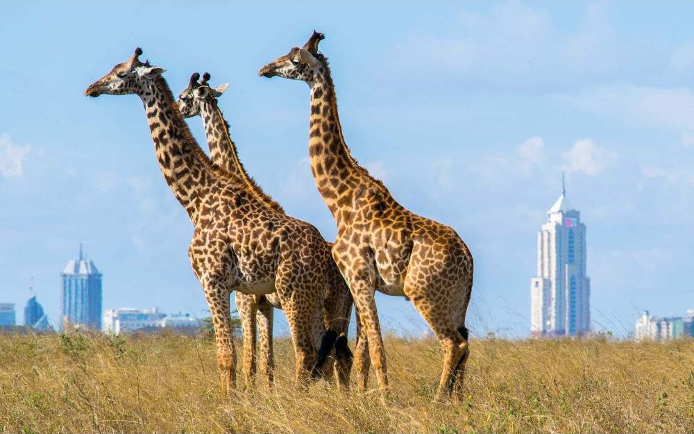 Nairobi Park Tour