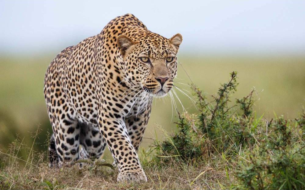 Jambo Mara Safari Lodge