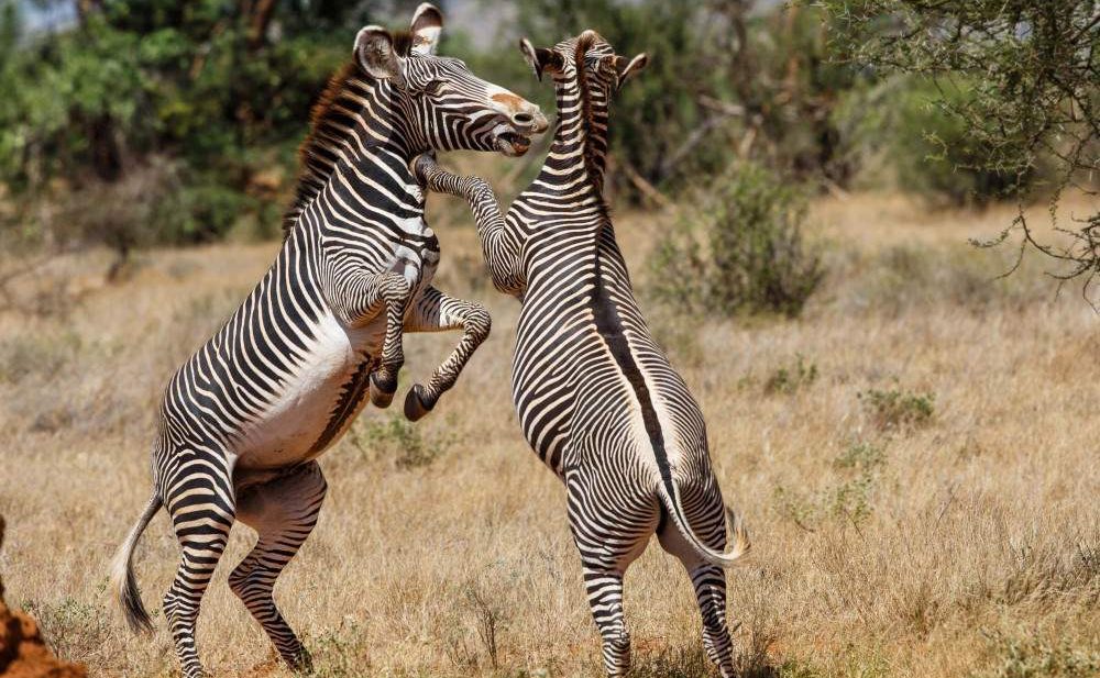 2 days 1 Night Samburu Safari