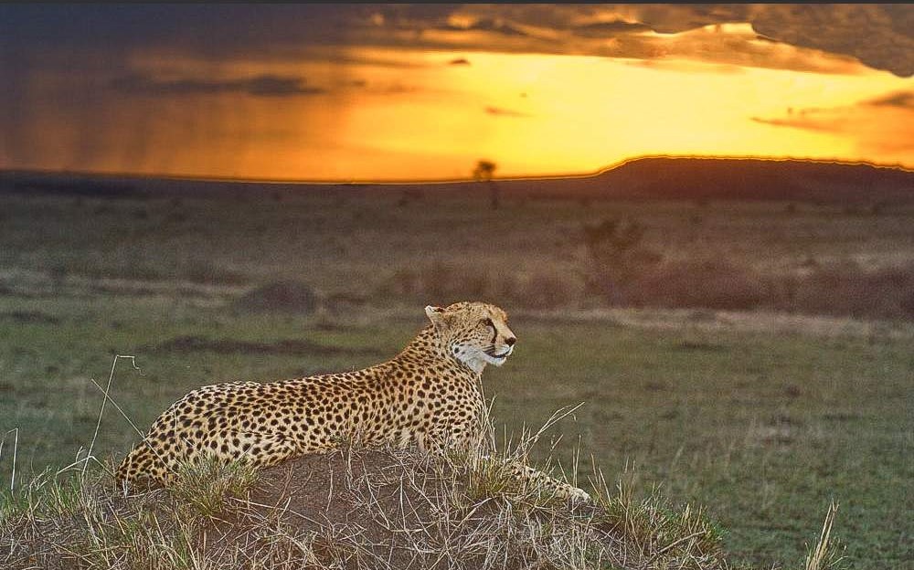 3 Days Maasai Mara Safari